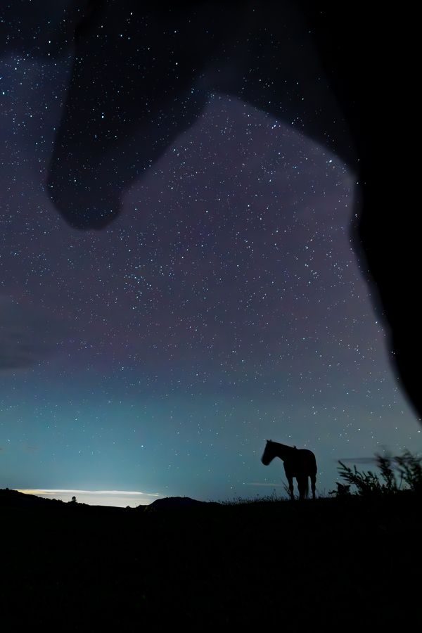 Horse and echo in the night sky thumbnail