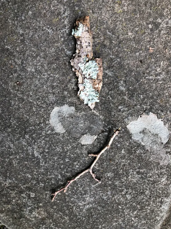 Diving for  Blossoms thumbnail