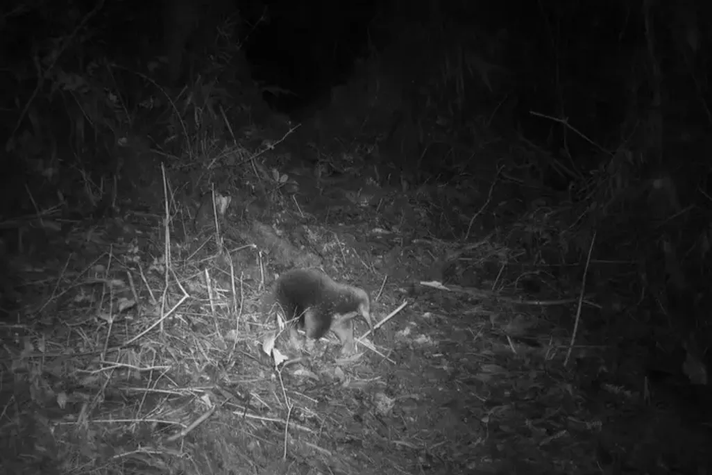 an echidna captured on a trail cam