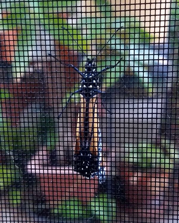 Monarch butterfly on my screen door thumbnail