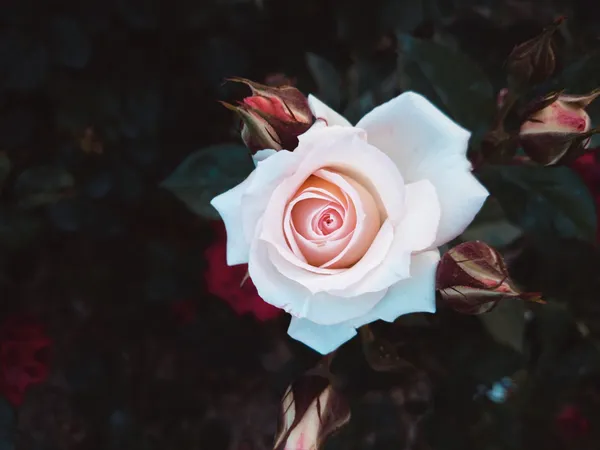Rose thumbnail