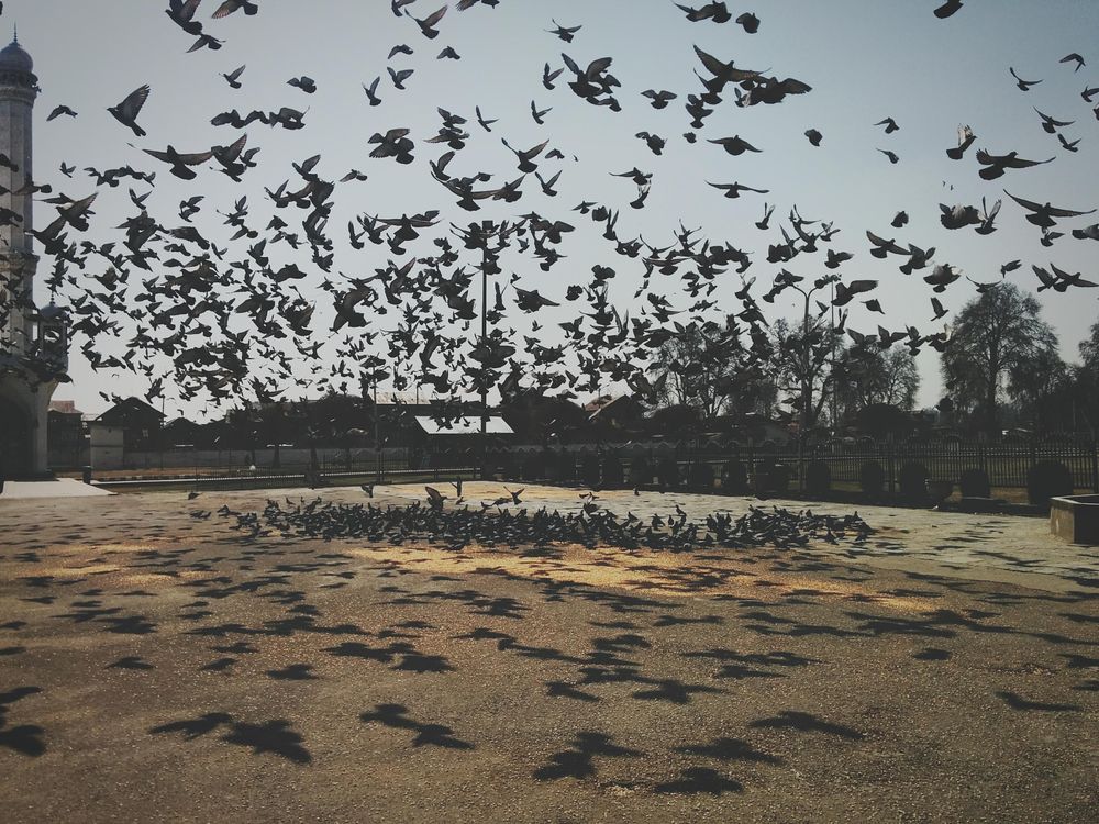Flock of pigeons flying over pavement