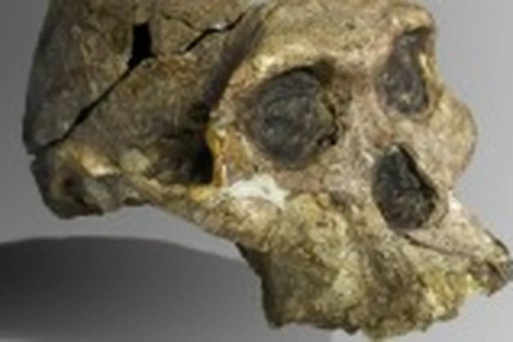 The Australopithecus africanus fossil, Mrs. Ples, was indeed female.