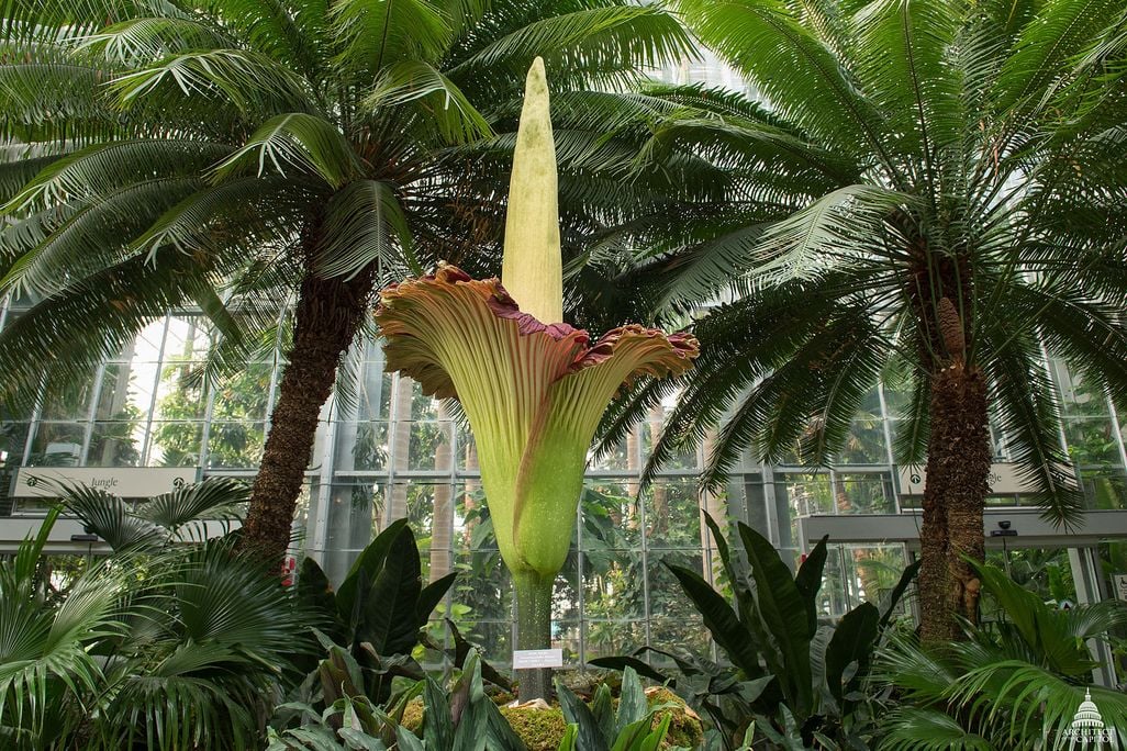 A corpse flower stands tall in the center of the image surrounded by foliage at the US Botanic Garden