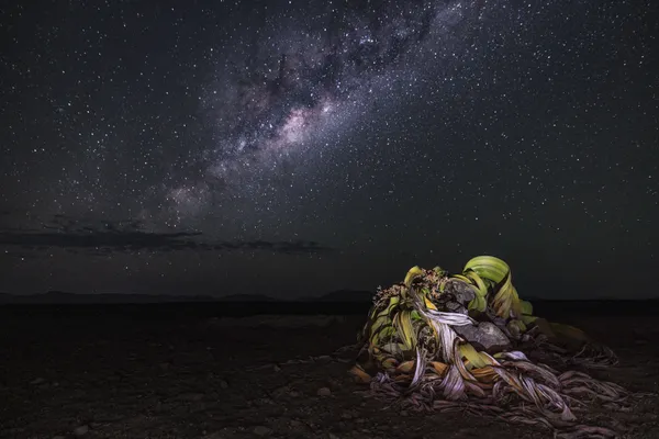 Galactic Welwitcha thumbnail