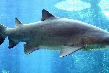 How many unborn brothers and sisters did this sand tiger shark devour to be here today?