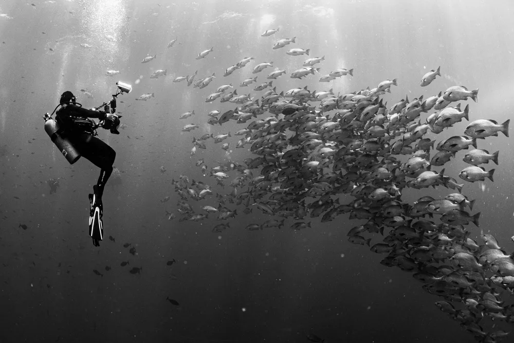 Bohar Snappers aggregate in massive schools for mating every summer in Ras Mohammed National Park in the Egyptian Red Sea. As this school grew and moved around, at one moment in time, they appeared to take the shape of a dragon, opening its mouth and facing the diver photographer. Whether the dragon smiled or frowned to the human, we will never know.