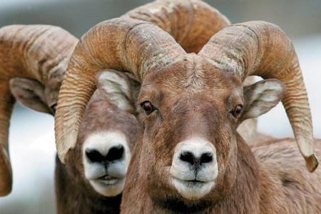 Two Bighorn rams