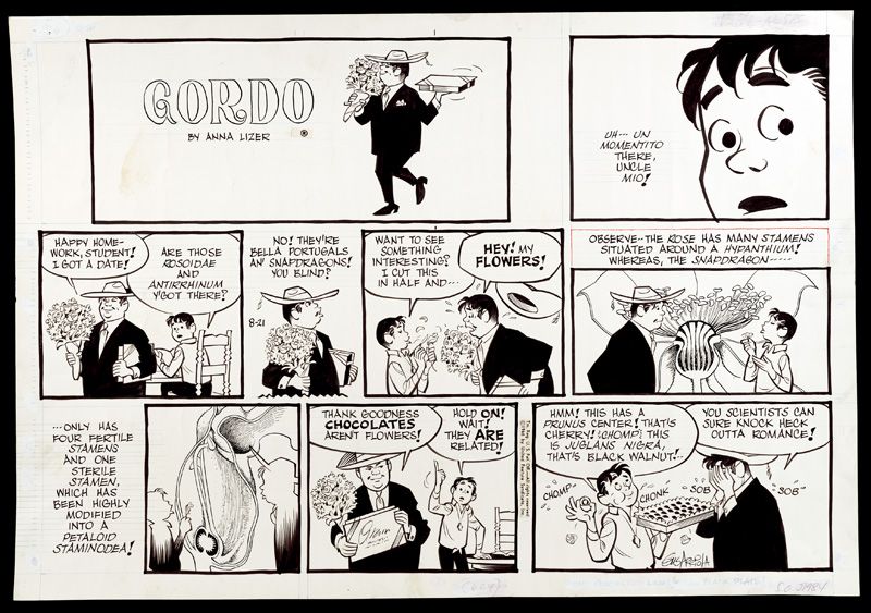 Gordo comic strip. Uncle Mio (wearing a suit and carrying a box of chocolates bouquet of flowers) talks to his nephew, who explains the qualities of different types of flowers. Behind the two figures appear precise, scientific diagrams of flowers.