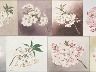 Just in time for this year's bloom, Smithsonian Books presents a delightful new offering Cherry Blossoms: Sakura Collections from the Library of Congress.