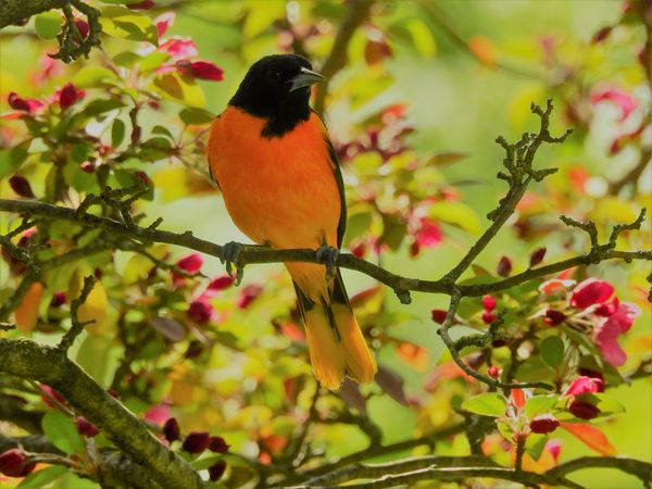 Male Baltimore Oriole On Flowering Crab Apple tree branch thumbnail