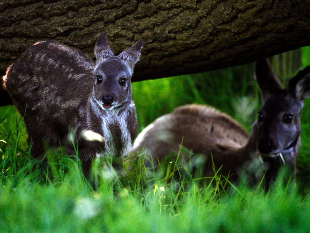 Fanged Deer Not Extinct, Still Roaming the Mountains of Afghanistan | Smart  News| Smithsonian Magazine