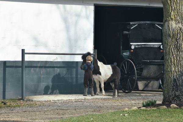 Amish boy caring for his horse thumbnail