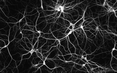 When neurons misfire: Those who can remember what they ate for lunch on a day ten years ago can be fooled by tests that distort memories.