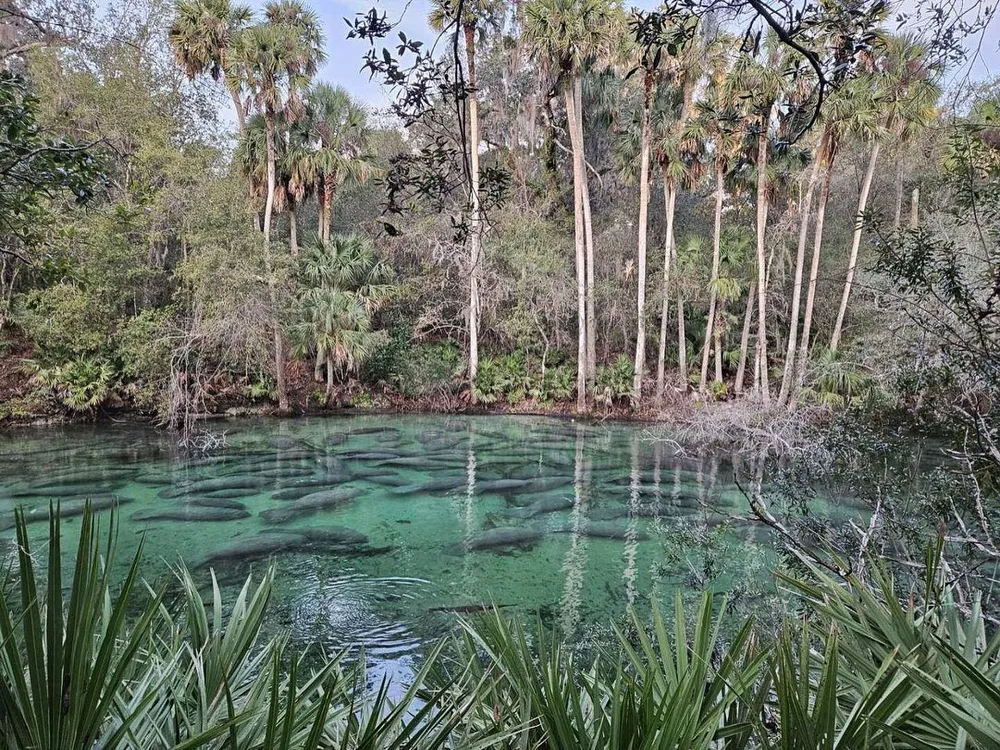More than a dozen grey manatees seen gathering below the surface of a warm, blue spring. In the background, the spring's vegetative shores hang over the turquoise waters.