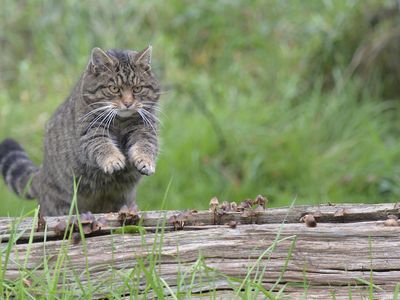 Wildcats appear very similar to domestic cats, but they are slightly larger with longer legs.