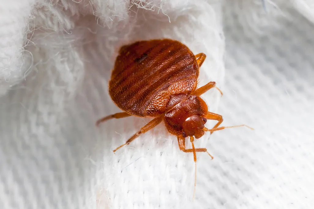 12_22_2014_bed bug.jpg