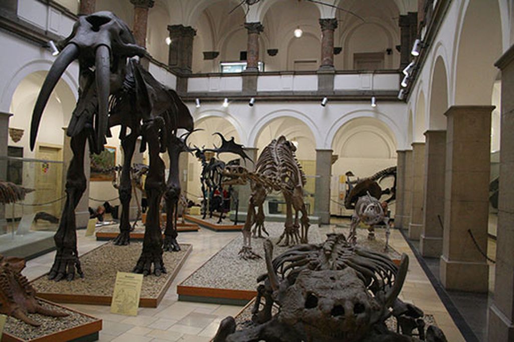 20110930120010Dinosaur-Tracking-fossilized-Archaeopteryx-1.jpg