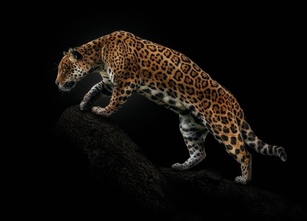 Amazonian jaguar thumbnail