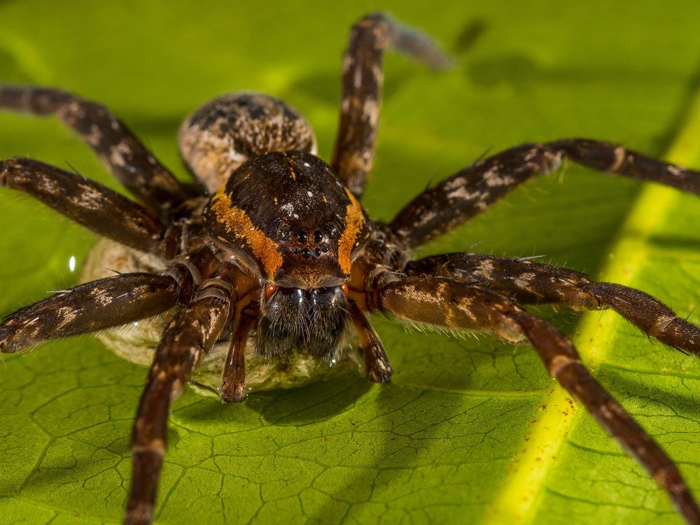 brian greene spider