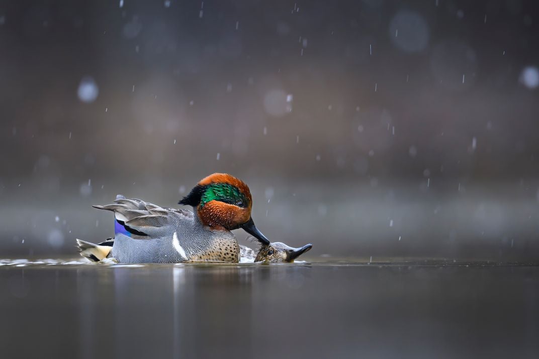 A male Green-winged Teal sits on top of a female in the water, his bill appearing to push the female’s head down. His brown and green head stands out against an otherwise gray background with blurred snowflakes around the frame.