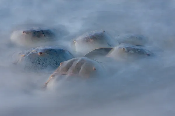 Annual Horseshoe Crab Spawning Amidst the Ocean's Flowing Water thumbnail