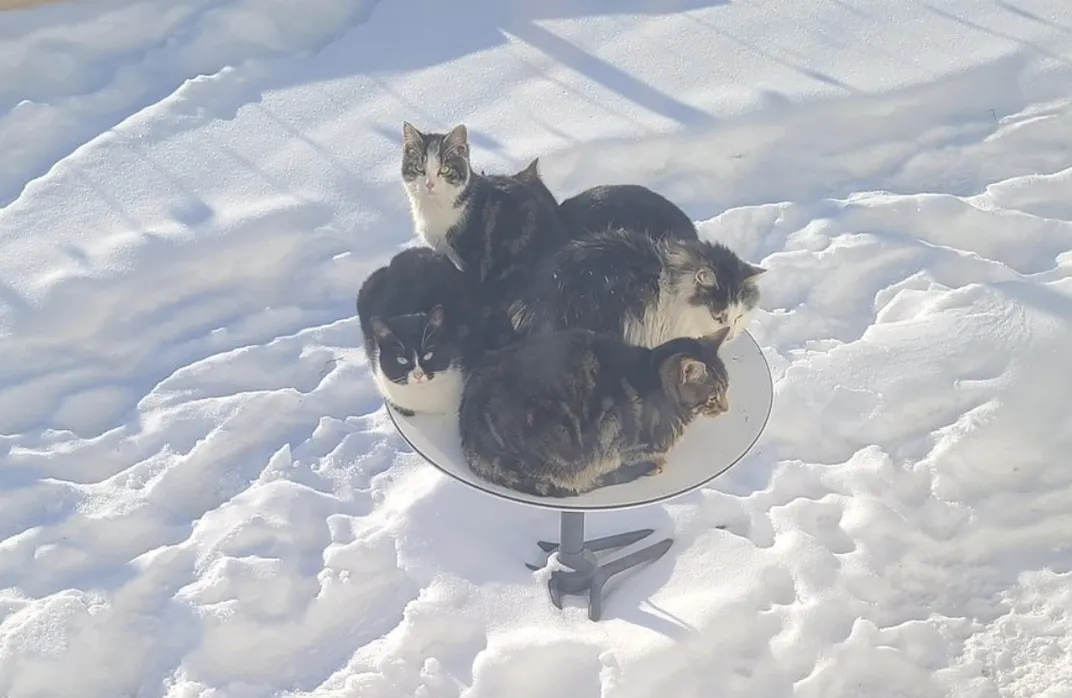 Five cats piled onto a Starlink satellite dish in a snowy yard