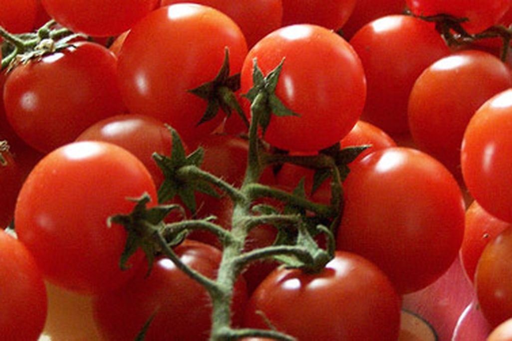 Pachino tomatos