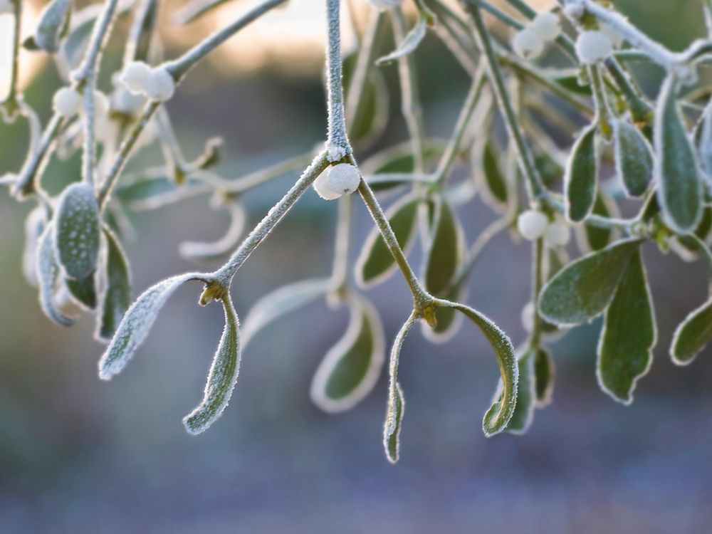 Medical Mistletoe: Can the Holiday Plant Really Fight Cancer?