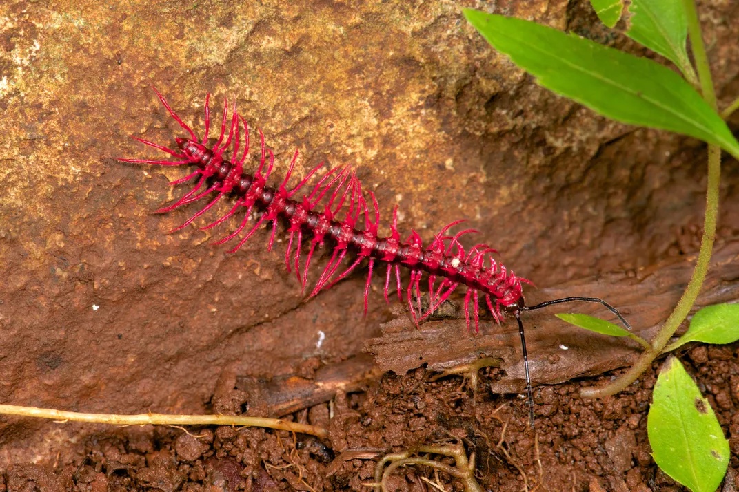 Shocking pink dragon millipede