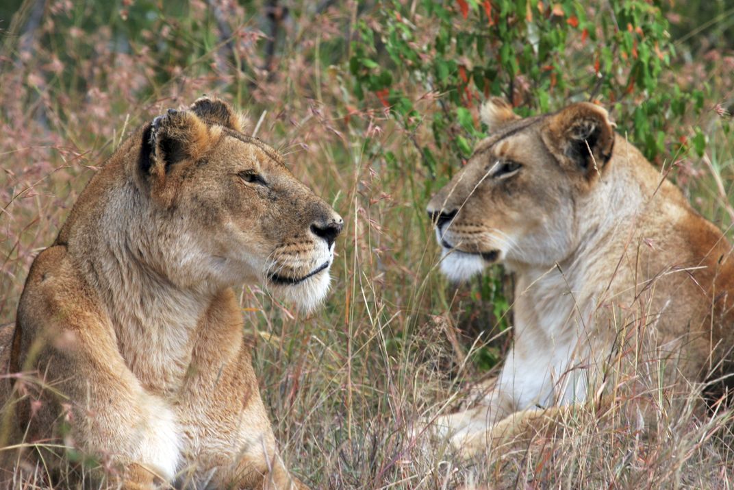 Taking a Safari through Kenya and catching a glimpse of uncontrived ...