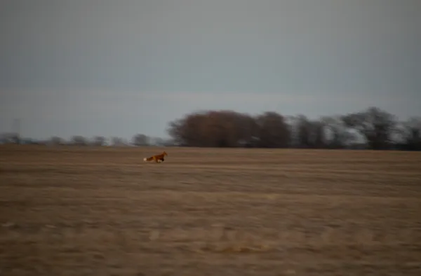 Fox in Motion thumbnail