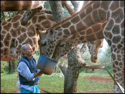 Peter Beard at Hog Ranch in 2014 feeding giraffes