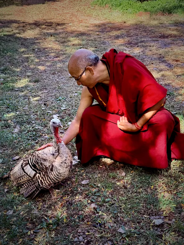 Geshe- La comforts Millie the Turkey thumbnail