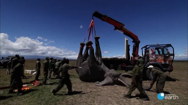 Preview thumbnail for Transporting a Live Elephant Is Exactly as Difficult as You Would Imagine