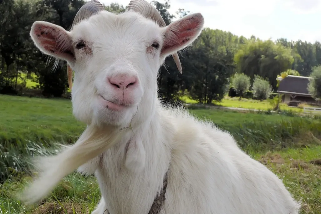 goat