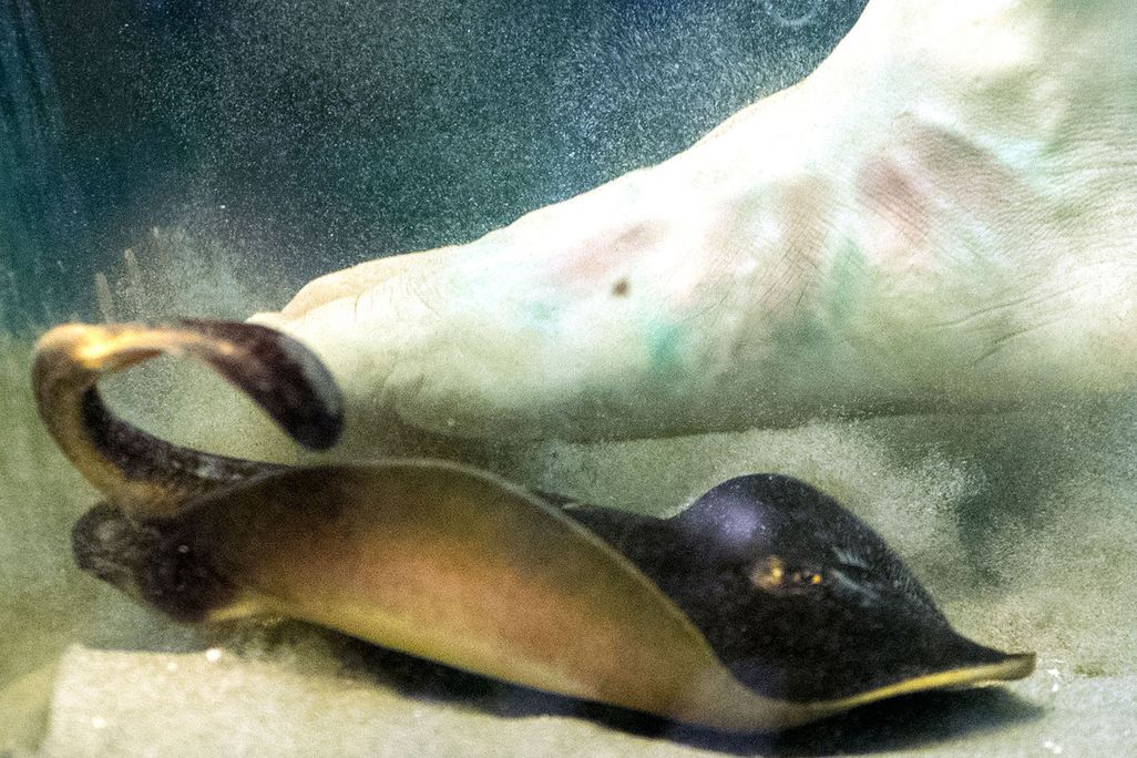 Fake Foot and Stingray