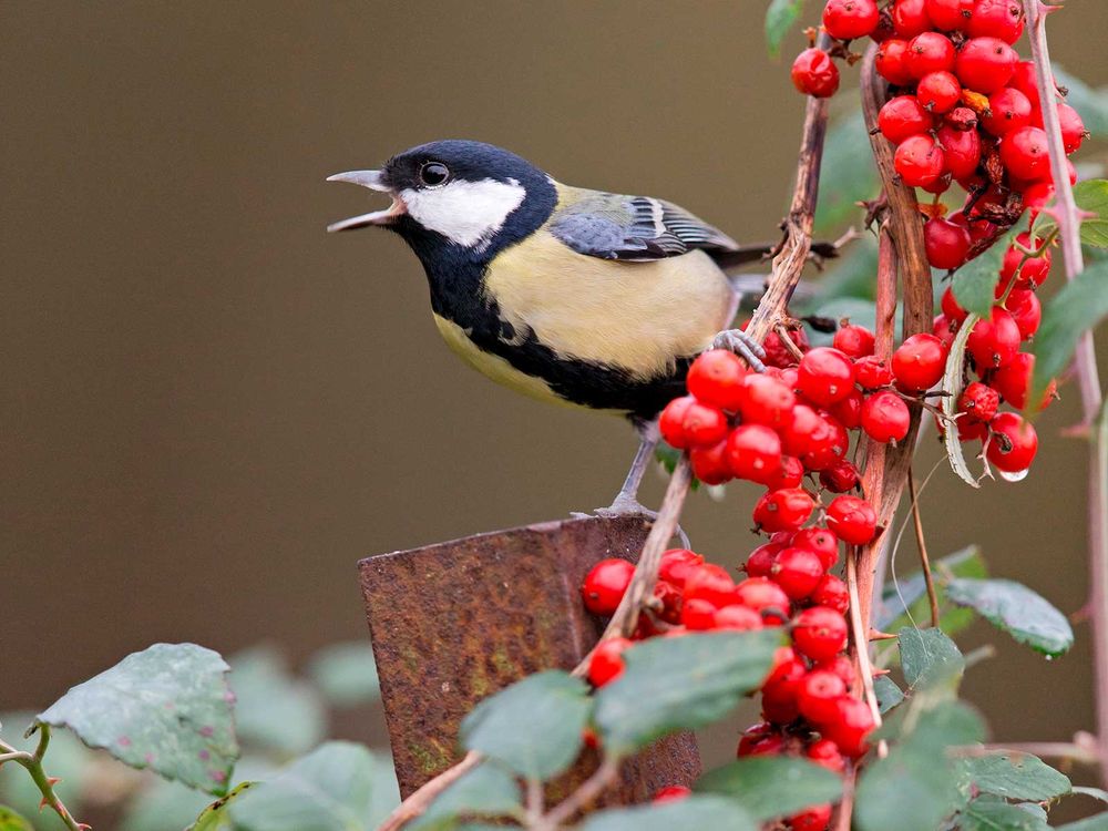 Bird Calling From Post