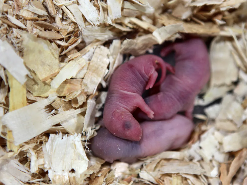 Baby mice cuddle on woodchips