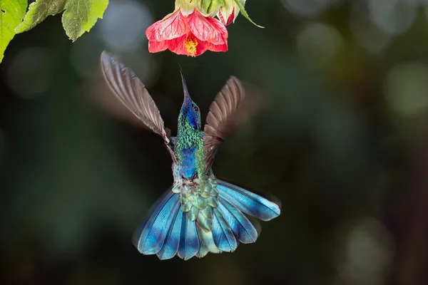 Iridescent Pause: Hummingbird in Flight thumbnail