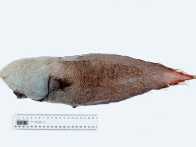 Typhlonus nasus, the Faceless Cusk 