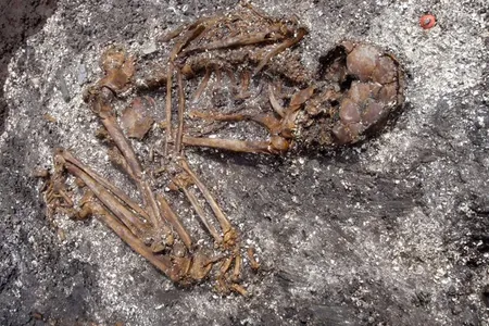 Approximately 71 percent of modern Japanese people's ancestry comes from the newly identified Kofun period population.