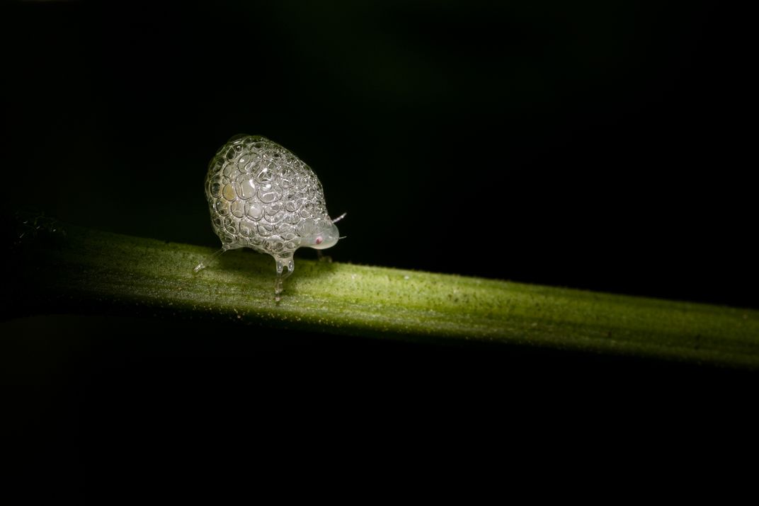12 - Spittlebugs are nymphs of froghopper insects, which produce a cover of foamed-up plant sap that visually resembles saliva, used for camouflage and insulation.
