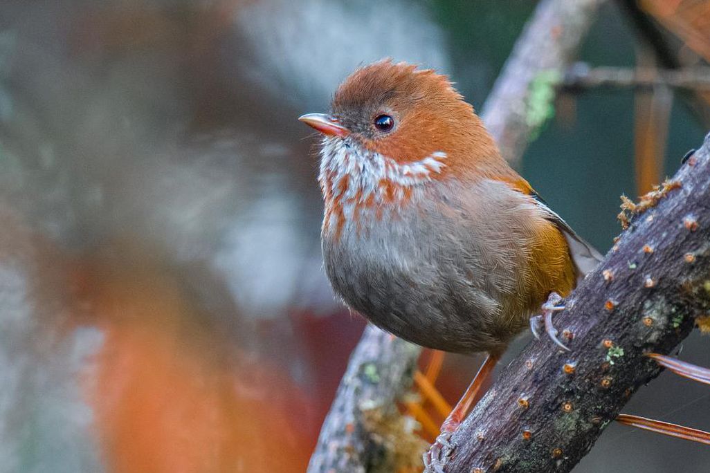 A small brown songbird sits on a branch