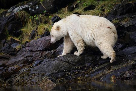 The white Kermode bear, a rare ursa sacred to local tribes, is now the center of a fierce battle to protect British Columbia’s rainforest.