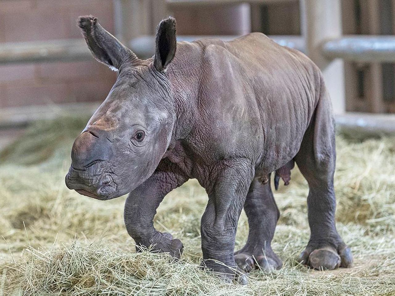 victorias-calf-1000px.jpg