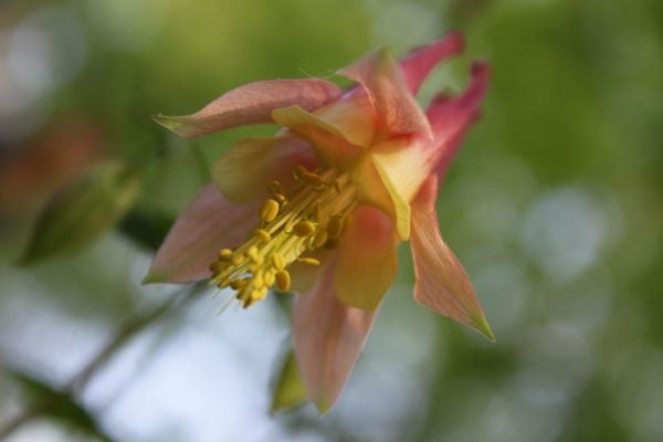 The inside of a columbine flower. thumbnail
