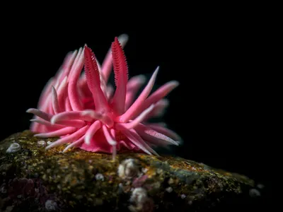 The Hopkins’ rose nudibranch is a carnivorous sea slug that obtains its trademark color from eating pink moss animals.