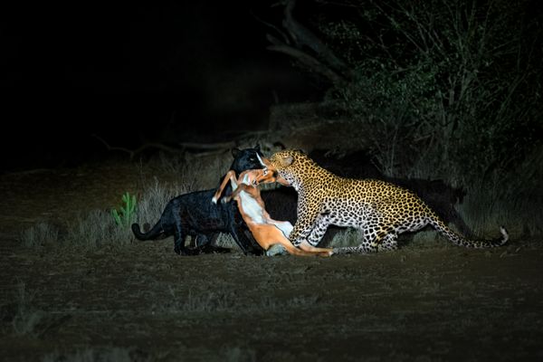 Unique Wildlife Synchrony thumbnail