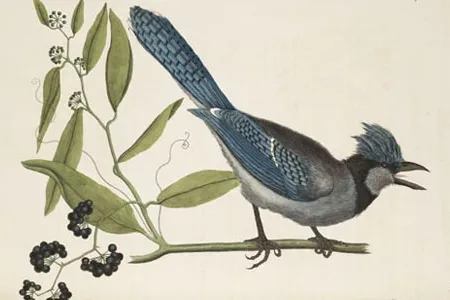 Mark Catesby's Blue Jay.